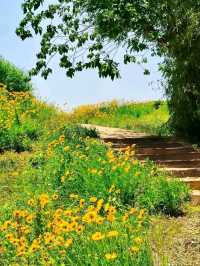 The Flower Fields of Liangzhu: A Living Neolithic Tapestry