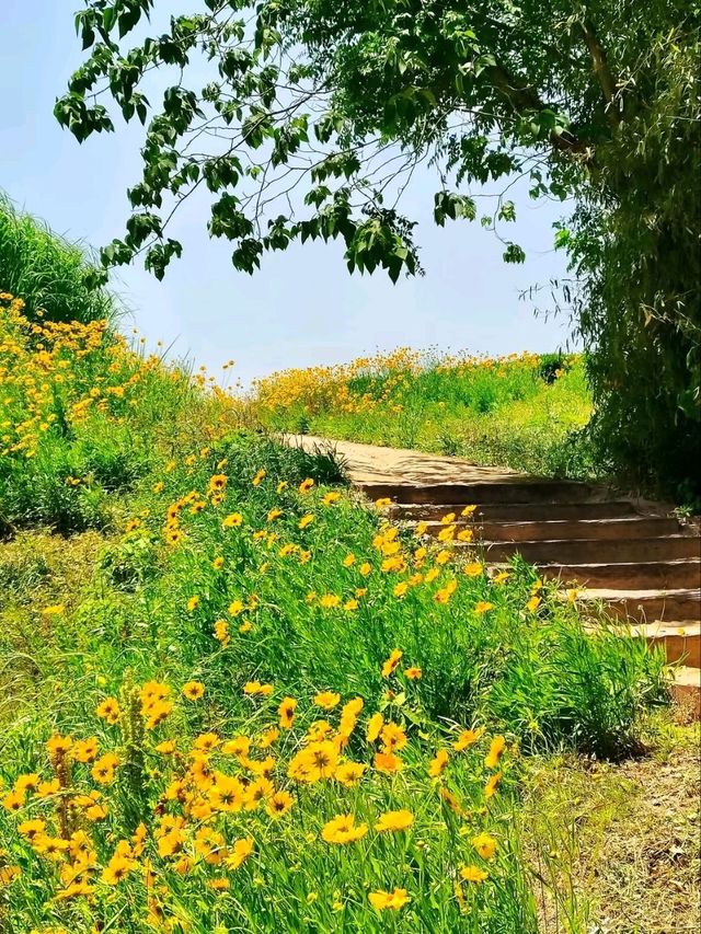 The Flower Fields of Liangzhu: A Living Neolithic Tapestry