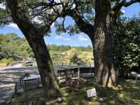 熊本-水前寺成趣園：優雅靜謐的日本名園