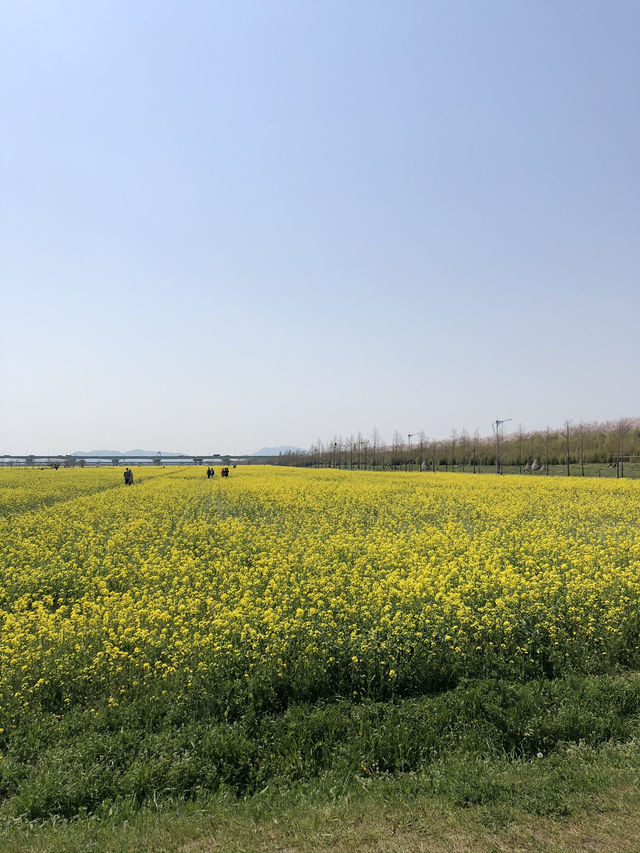 🌼 노란 봄바람 가득, 대저생태공원 유채꽃축제