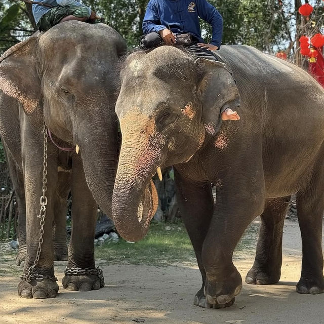 森の中の秘密基地！チョンブリーで見つけた動物カフェ「Monchang Cafe」🇹🇭