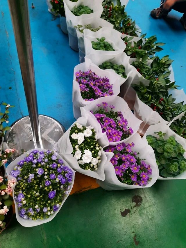 Blossom Wonderland of Dounan