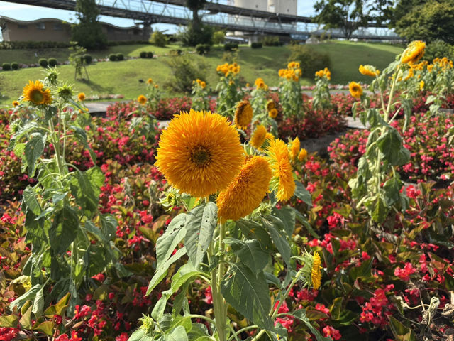 鳥取花迴廊（とっとり花回廊）-8月水上花壇向日葵