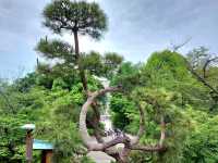 Moon Pine Tree @ Ueno Park