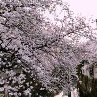 文京・関口 神田川沿いの桜を狙う — 撮影ポイント＆ランチガイド