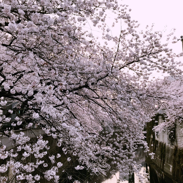 文京・関口 神田川沿いの桜を狙う — 撮影ポイント＆ランチガイド