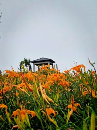 Hualien｜Sixty Stone Mountain Flower Trail [Guanqin Pavilion]