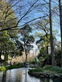 Otomeyama Park: A Peaceful Urban Retreat in Tokyo