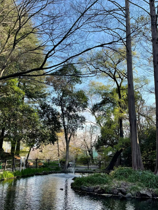 Otomeyama Park: A Peaceful Urban Retreat in Tokyo