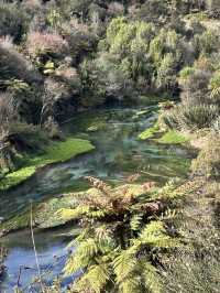 Blue spring in New Zealand 