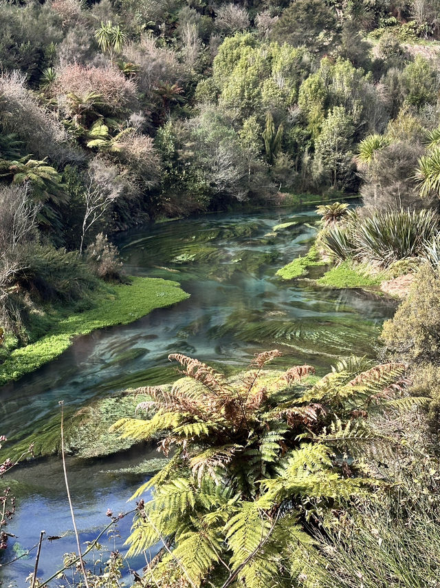 Blue spring in New Zealand 