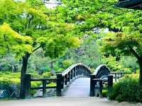 Peaceful Beauty at Shirotori Garden, Nagoya