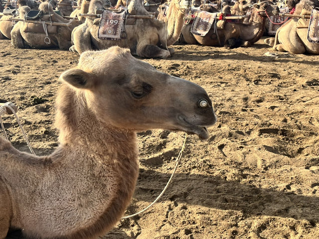 ✨ Highlights of the Silk Road Journey Through Gansu ✨