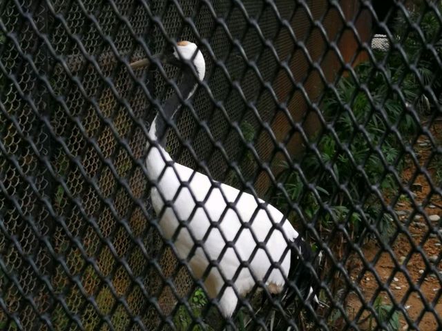 秋季最佳賞鳥推薦｜香港動植物公園