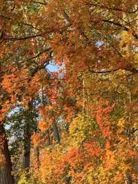 🍁 Fragrant Hills: Beijing's Autumn Fireworks Display! 🎇