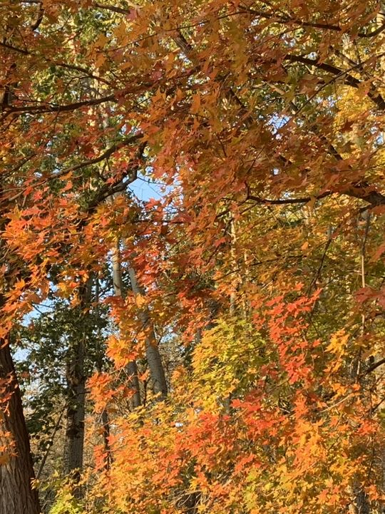 🍁 Fragrant Hills: Beijing's Autumn Fireworks Display! 🎇 🍁 Fragrant Hills: Beijing's Autumn Fireworks Display! 🎇