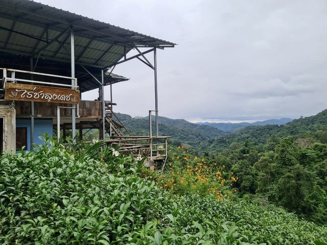ไร่ชาลุงเดช เชียงใหม่ 🍵🌿🍃