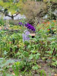Autumn Whispers: The Floral Beauty of Kuirau Park
