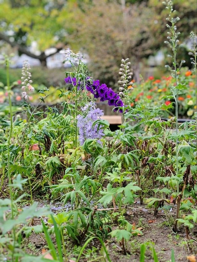 Autumn Whispers: The Floral Beauty of Kuirau Park