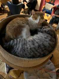 Miau Cafe | 바르샤바, 폴란드