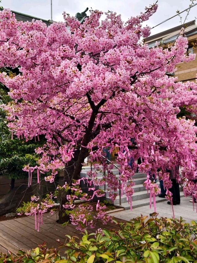 SAKURA JINGU.