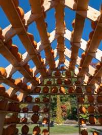 🎃 南瓜屋與游隼之家