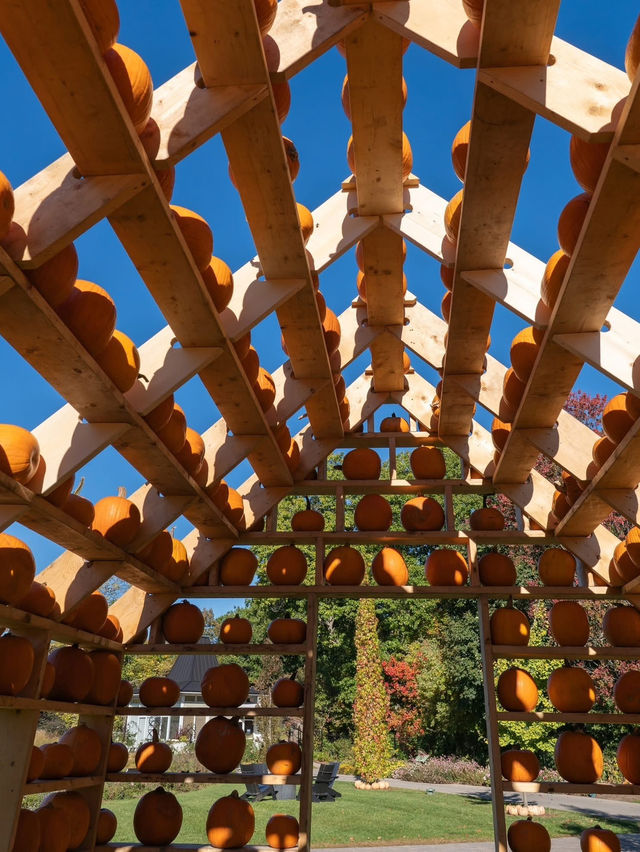 🎃 南瓜屋與游隼之家