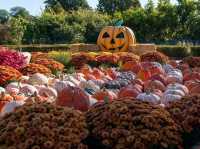 🎃 南瓜屋與游隼之家