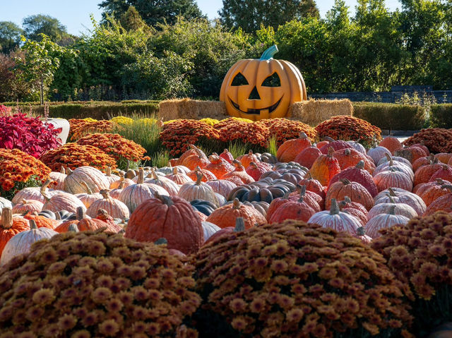 🎃 南瓜屋與游隼之家