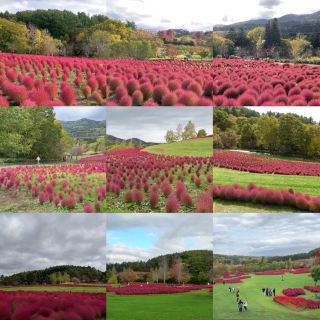 อัญมณีที่ซ่อนตัวอยู่ในฮอกไกโด ✨ สวนยูจิน: ต้นโคเชีย สโคพาเรีย 32,000 ต้นสร้างพรมแห่งฤดูใบไม้ร่วง