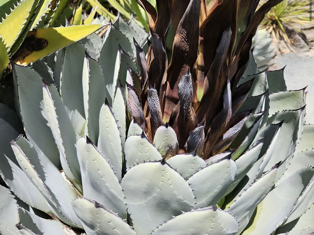 University of California Botanical Garden
