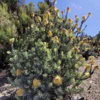 University of California Botanical Garden
