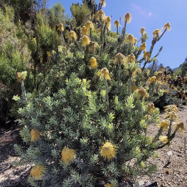 University of California Botanical Garden