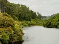 Sanctuary of Song & Forest Memory