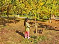 蹒跚小旅人:在南雄的鎏金童话里,接住整个秋天