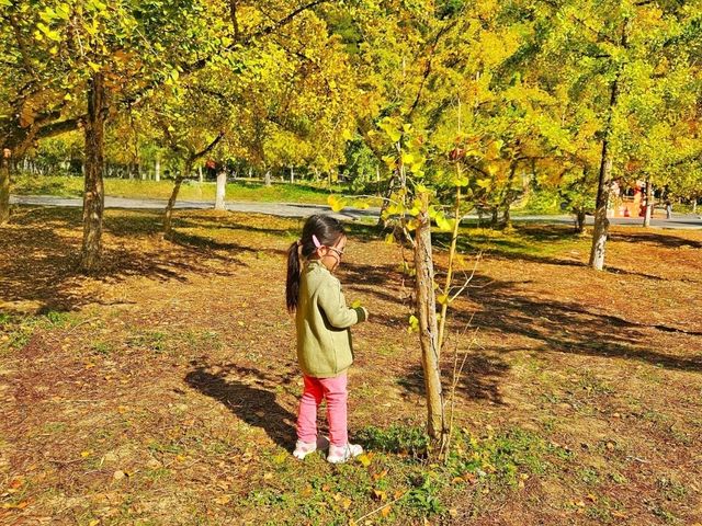 蹒跚小旅人:在南雄的鎏金童话里,接住整个秋天 蹒跚小旅人:在南雄的鎏金童话里,接住整个秋天
