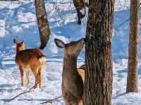 Dreamy Winter Views in Changbai ⛰️♥️