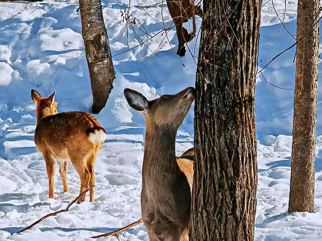 Dreamy Winter Views in Changbai ⛰️♥️