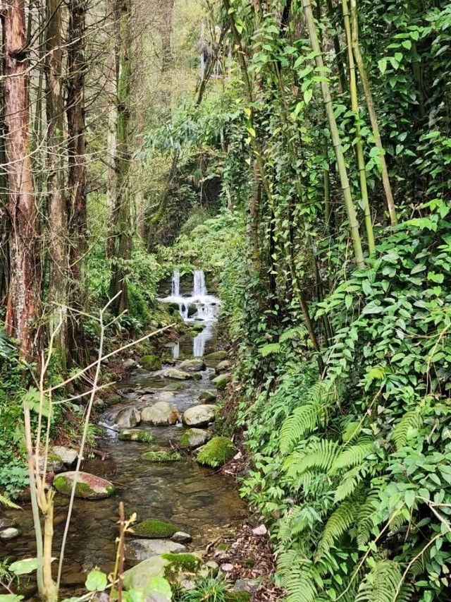 Panda Vibes & Chill Scenes at Chengdu’s Top Park 🐼☕️ Panda Vibes & Chill Scenes at Chengdu’s Top Park 🐼☕️