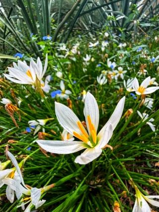 🌿 สวนพฤกษศาสตร์ทูซอน – โอเอซิสแห่งความงามและความสงบในทะเลทราย