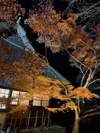 Japan🇯🇵 Korankei, Toyota City, Aichi Prefecture, spectacular autumn foliage