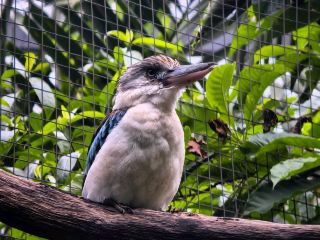 隱藏的珍寶：天堂鳥與樹袋鼠！