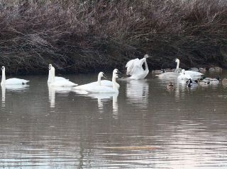 Fraser Valley BC around Vancouver isn’t just about magnificent mountains and rivers, it’s also a wildlife lover’s paradise! The focus of this trip is to observe the graceful swans soaring on the lake and to feel the relaxed mood of nature. For me, seeing that kind of screen of swans flapping their wings was a real jolt of freedom, a rare healing moment in urban life.

🐦 Fraser Valley Wildlife & Relaxing Beauty Recommended

If you want to escape the city, Fraser Valley is a perfect choice. The entire area extends eastward from Vancouver and includes towns such as Abbotsford, Chilliwack, and Mission. The biggest highlight is the various lakes: Harrison Lake, Mill Lake, Cultus Lake... Some places on the lakeside are local bird watching hotspots. Every spring and autumn, swans, wild geese, and various waterfowl gather.

🌿 Must-See Attractions Inventory:
1. Harrison Lake
   Address: 7621 Columbia Valley Hwy, Agassiz, BC
   Recommended: Lakeshore trails, picnic meadows, especially many waterfowl gathering in the spring. There are also hot spring towns along the lake to explore together.
   Tip: It is recommended to go in the morning, with soft light and more swan activity.

2. Mill Lake Park
   Address: 32970 Mill Lake Rd, Abbotsford, BC
   Recommended: Trails around the lake, observation decks, suitable for slow walks for photos.  
   Tip: Bring a telescope, essential for observing more delicate flight movements, and a long wooden bridge to see waterfowl up close.

3. Cultus Lake
   Address: Lake Shore Dr, Cultus Lake, BC
   Recommended: Lake view beach, camping, canoeing, family activities, common swan flocks around the lake.  
   Tip: If the weather is nice, you can rent a boat and row to the center of the lake to watch an ultra-clear swan take off moment!

🕒 Suggested itinerary
· Morning Harrison Lake bird watching + roaming the hot spring town
· Breakfast at a Café near the Lake District at noon, Muddy Waters Cafe (around Harrison Hot Springs) is recommended for super fresh handmade sandwiches
· Afternoon move to Mill Lake Park for lakeside walks, observation decks
· Evening glow at Cultus Lake before nightfall, suitable for families or friends Picnic

🚗 Transportation guide
All main attractions are most convenient by car, about one to two hours from Vancouver. If you don’t have a self-drive, consider carpooling in twos and threes or using a public bus to Abbotsford, then transferring to local transportation or taxis