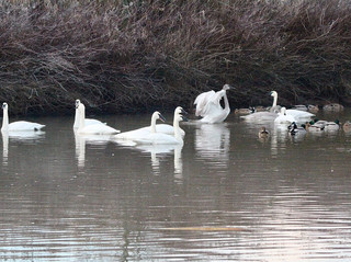 Fraser Valley BC around Vancouver isn’t just about magnificent mountains and rivers, it’s also a wildlife lover’s paradise! The focus of this trip is to observe the graceful swans soaring on the lake and to feel the relaxed mood of nature. For me, seeing that kind of screen of swans flapping their wings was a real jolt of freedom, a rare healing moment in urban life.

🐦 Fraser Valley Wildlife & Relaxing Beauty Recommended

If you want to escape the city, Fraser Valley is a perfect choice. The entire area extends eastward from Vancouver and includes towns such as Abbotsford, Chilliwack, and Mission. The biggest highlight is the various lakes: Harrison Lake, Mill Lake, Cultus Lake... Some places on the lakeside are local bird watching hotspots. Every spring and autumn, swans, wild geese, and various waterfowl gather.

🌿 Must-See Attractions Inventory:
1. Harrison Lake
   Address: 7621 Columbia Valley Hwy, Agassiz, BC
   Recommended: Lakeshore trails, picnic meadows, especially many waterfowl gathering in the spring. There are also hot spring towns along the lake to explore together.
   Tip: It is recommended to go in the morning, with soft light and more swan activity.

2. Mill Lake Park
   Address: 32970 Mill Lake Rd, Abbotsford, BC
   Recommended: Trails around the lake, observation decks, suitable for slow walks for photos.  
   Tip: Bring a telescope, essential for observing more delicate flight movements, and a long wooden bridge to see waterfowl up close.

3. Cultus Lake
   Address: Lake Shore Dr, Cultus Lake, BC
   Recommended: Lake view beach, camping, canoeing, family activities, common swan flocks around the lake.  
   Tip: If the weather is nice, you can rent a boat and row to the center of the lake to watch an ultra-clear swan take off moment!

🕒 Suggested itinerary
· Morning Harrison Lake bird watching + roaming the hot spring town
· Breakfast at a Café near the Lake District at noon, Muddy Waters Cafe (around Harrison Hot Springs) is recommended for super fresh handmade sandwiches
· Afternoon move to Mill Lake Park for lakeside walks, observation decks
· Evening glow at Cultus Lake before nightfall, suitable for families or friends Picnic

🚗 Transportation guide
All main attractions are most convenient by car, about one to two hours from Vancouver. If you don’t have a self-drive, consider carpooling in twos and threes or using a public bus to Abbotsford, then transferring to local transportation or taxis