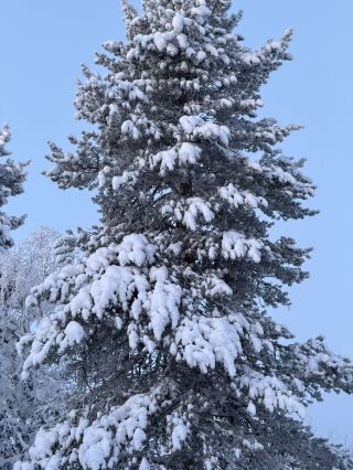 多麼寧靜的拉普蘭啊❄️