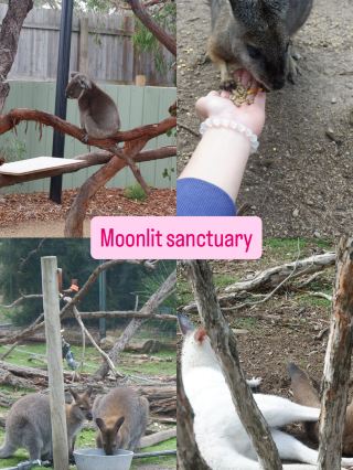 Wildlife Close-up🦘