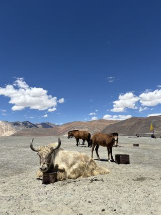 [Ladakh, The Hidden Gem] A Miraculous Blue at 4,300m! Meet Yaks and Horses at Pangong Tso.
