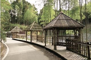 Wuyuan Liangjiao: Taiwan's Serene "Mini Arashiyama" Bamboo Forest