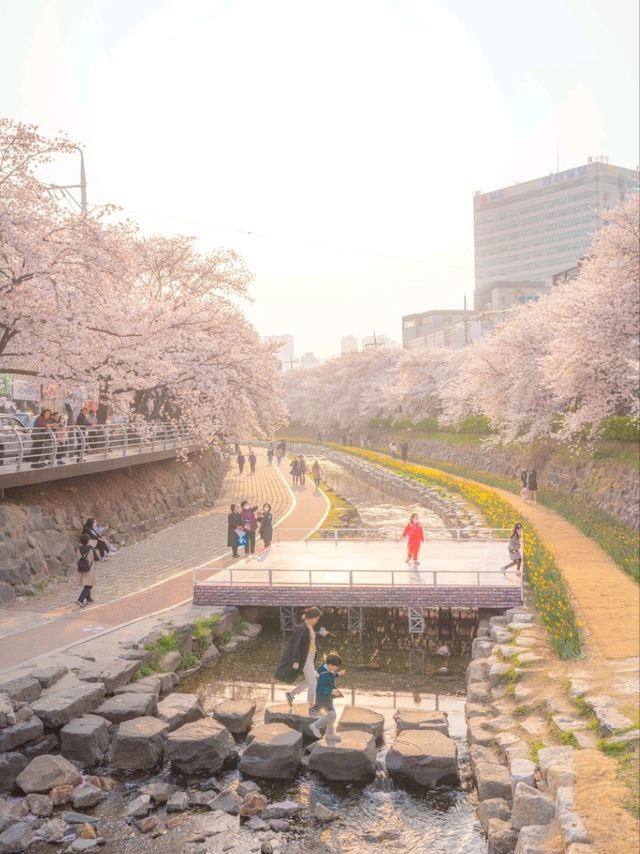 울산의 벚꽃 메인스팟은 여기"궁거랑 꽃담길"