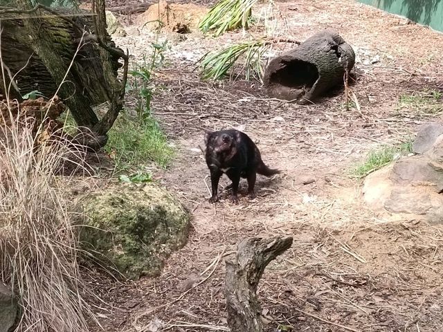 パースの動物園紹介